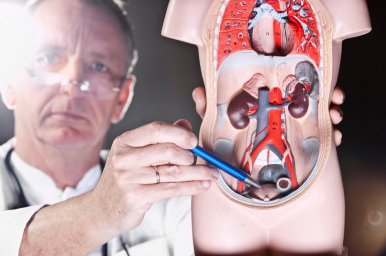 Médico urologista indicando próstata em miniatura do corpo humano | Entenda tudo sobre a estenose uretral